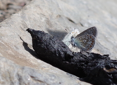 Polyommatus eros