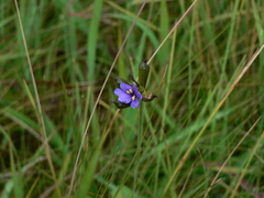 Aristea torulosa