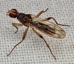 Norellia spinipes