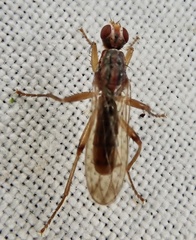 Norellia spinipes