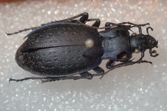 Carabus saphyrinus pseudosaphyrinus