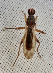 Norellia spinipes
