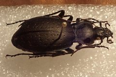 Carabus saphyrinus pseudosaphyrinus