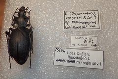 Carabus saphyrinus pseudosaphyrinus