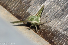 Proserpinus clarkiae