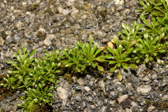 Draba verna
