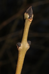 Fraxinus excelsior