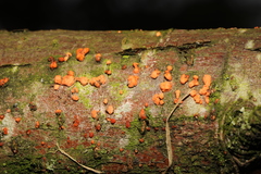 Nectria cinnabarina
