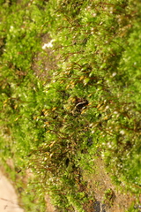 Rhynchostegium confertum