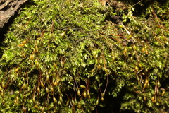 Rhynchostegium confertum
