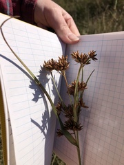 Rhynchospora indianolensis