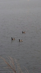 Branta bernicla
