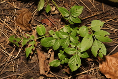 Sambucus nigra