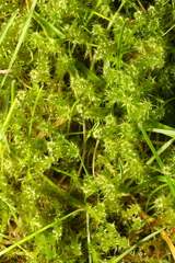 Rhytidiadelphus squarrosus