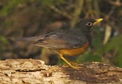 Turdus dissimilis