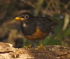 Turdus dissimilis