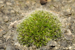 Grimmia pulvinata