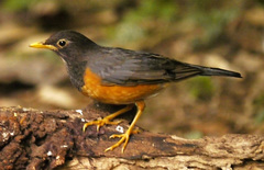 Turdus dissimilis