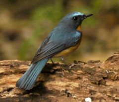 Cyornis