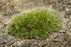 Grimmia pulvinata