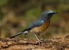 Cyornis