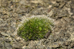 Grimmia pulvinata