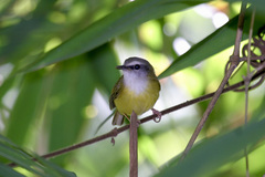 Abroscopus superciliaris