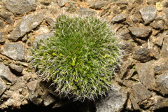 Grimmia pulvinata