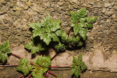 Geranium robertianum