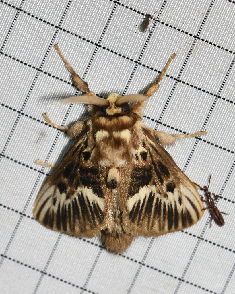 Megalopyge peruana