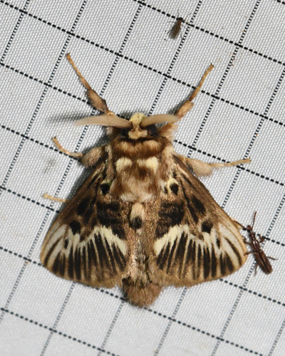 Megalopyge peruana