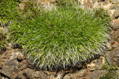 Grimmia pulvinata