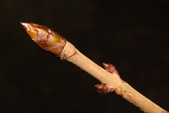 Aesculus hippocastanum