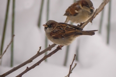 Passer domesticus