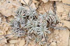 Eriogonum havardii