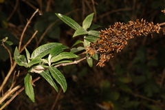 Buddleja davidii