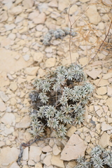Eriogonum havardii