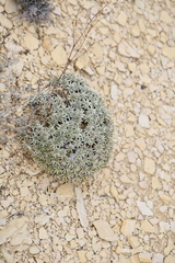 Eriogonum havardii
