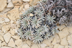 Eriogonum havardii
