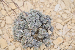 Eriogonum havardii