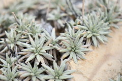 Eriogonum havardii