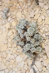 Eriogonum havardii
