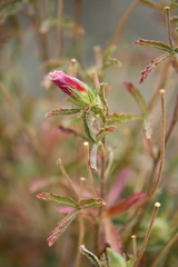 Hibiscus coulteri