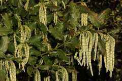 Garrya elliptica