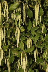 Garrya elliptica