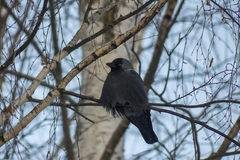 Corvus monedula