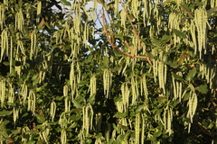Garrya elliptica
