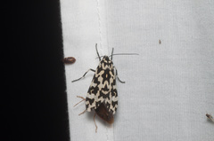 Eucereon consorta