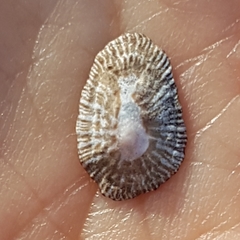 Siphonaria pectinata