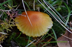 Hygrocybe insipida
